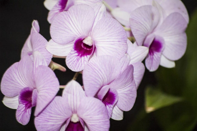 Asociación Venezolana de Orquideología